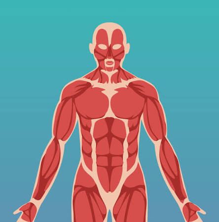 MUSCULAR